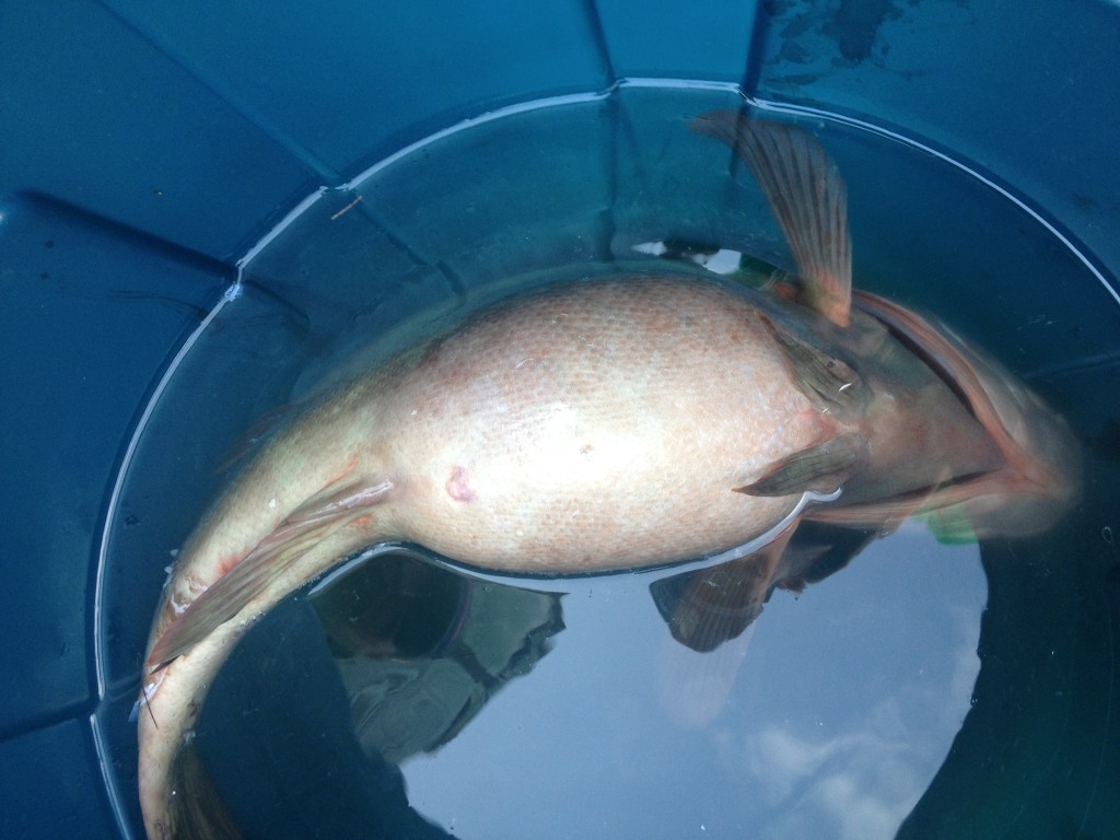 You can see that the grouper's belly is distended. It is actually the fish's swim bladder filled with air.