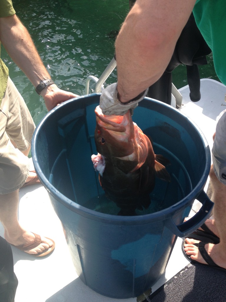 Getting ready to release the grouper.