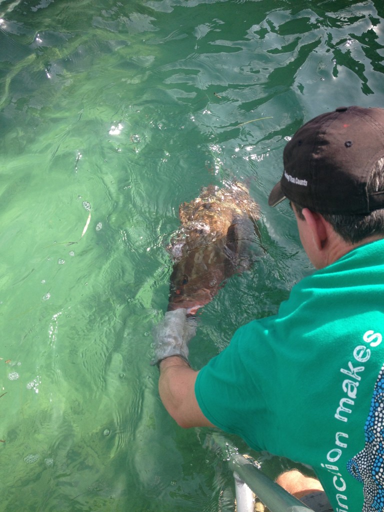 Dr. Semmens releases the Nassau back into the water!